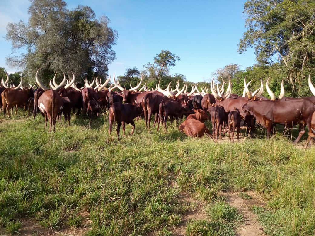 SkvFarm's tweet image. African beauty friends our heritage our pride our Benjamins......... #ankolecows    #skvfarm #kazikwanza #EACommunity #karagwepride
