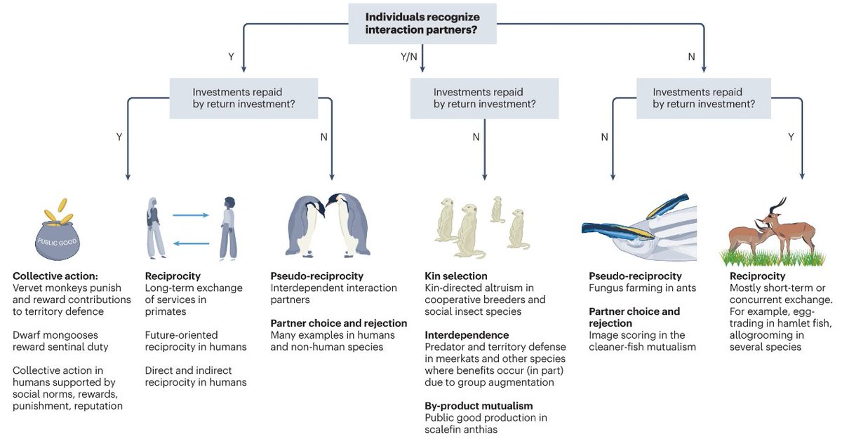'The cognitive challenges of cooperation in humans and animals', a new Review by Alicia P. Melis &amp; Nichola J. Raihani 

Web: go.nature.com/3q5jkC3
PDF: rdcu.be/dhBmy