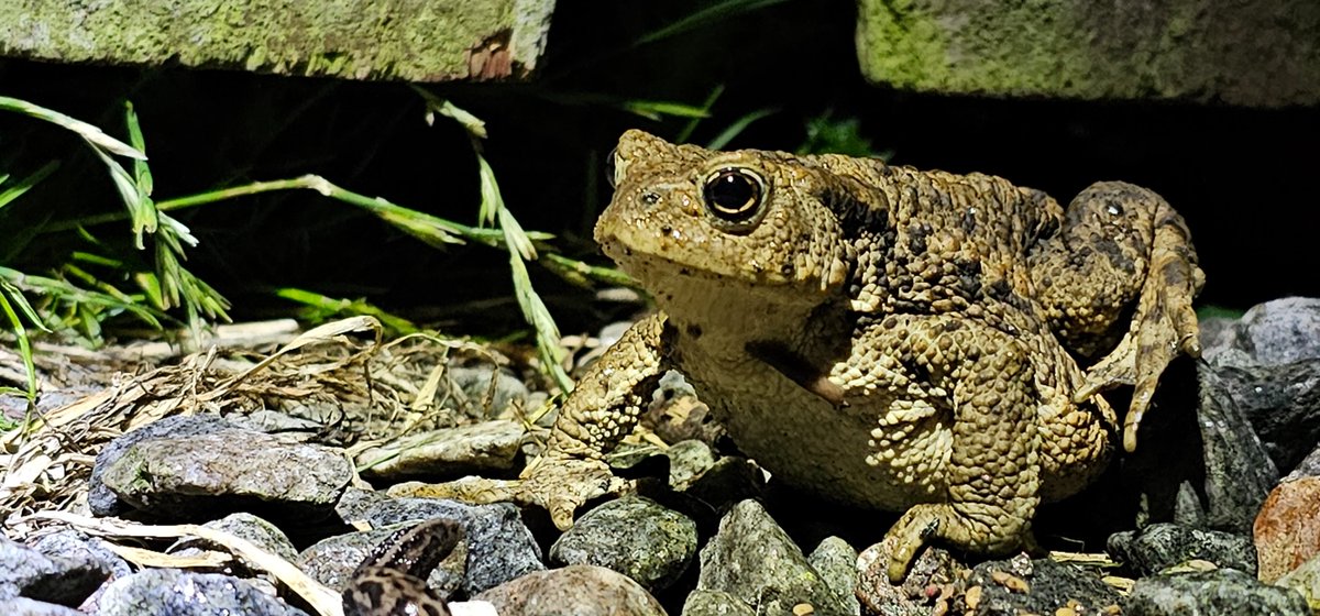 You know I'm bored when #Toads are interesting ☺️ Guy was eyeing up the slug.