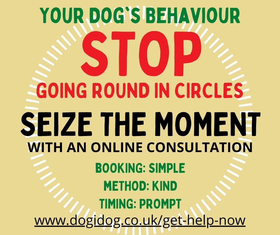 Dogidog Theo Stewart. Dog Behaviourist tweet media