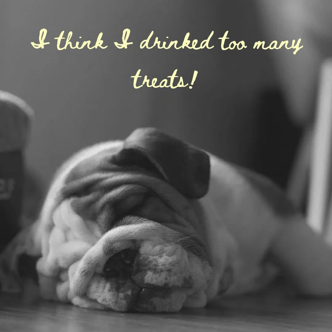 full_of_sit's tweet photo. Celebrate National Tequila Day with your furry friend! 🐶🍹 Join us for a fun-filled day of training sessions and tasty treats. Cheers to good times and well-behaved pups! 🥂🐾 #NationalTequilaDay #DogTrainer #CheersToGoodTimes https://t.co/dieWJCFIT3