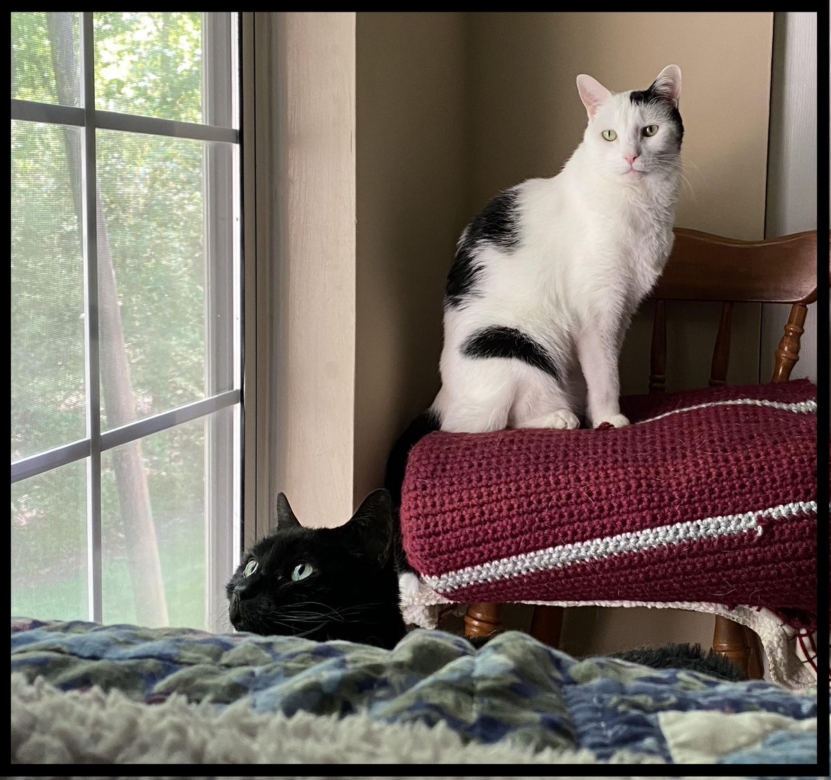 planetarysci's tweet photo. Happy Monday!
This week's PSI Planetary Pets are the beautiful Mo (black) and Panini (White) who are the feline companions of PSI Research Associate, Micki Recchuiti. 

#psiplanetarypets #planetarypet #PSI #cats https://t.co/DPDJ9aAf5t