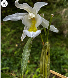 cklistjournal's tweet photo. An updated checklist of vascular epiphytes in the Darjeeling Himalaya, India 

https://t.co/XPKAhxNGa1 

#Distribution #ferns #inventory #orchids #phenology #taxonomy #vegetation #checklist #checklistjournal #pensoftpublishers https://t.co/Wi3c5Bi9eY