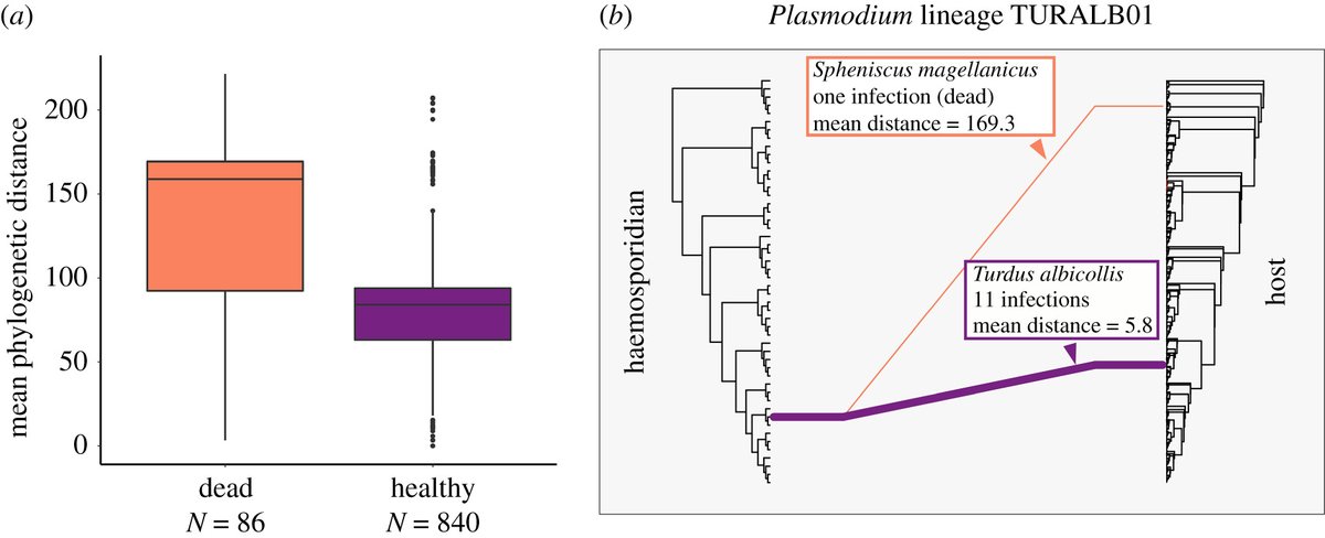 Why do parasites sometimes become deadly? Find out about parasite-associated mortality in birds and the roles specialist parasites and host evolutionary distance play, in new #BiologyLetters paper - ow.ly/fIuQ50IIE89 #avian #malaria #parasite #smbe2023