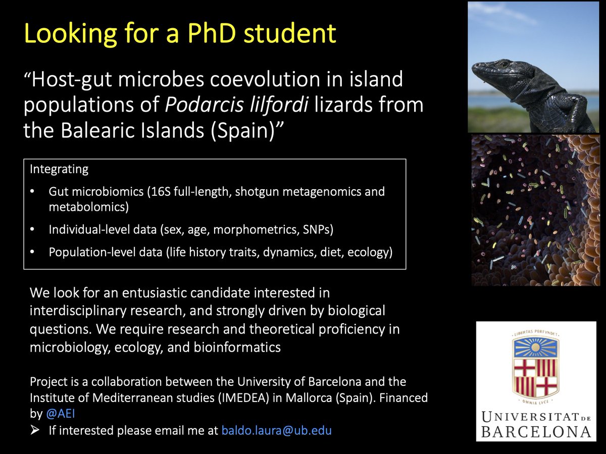 baldolau's tweet photo. Looking for a #PhD #student to join my lab at @BiologiaUB with an #FPI contract to work on host-gut microbes interactions in insular lizards. Please share! #microbiota #Podarcis #Holobiont @IRBioUB https://t.co/R3xhvwfVby