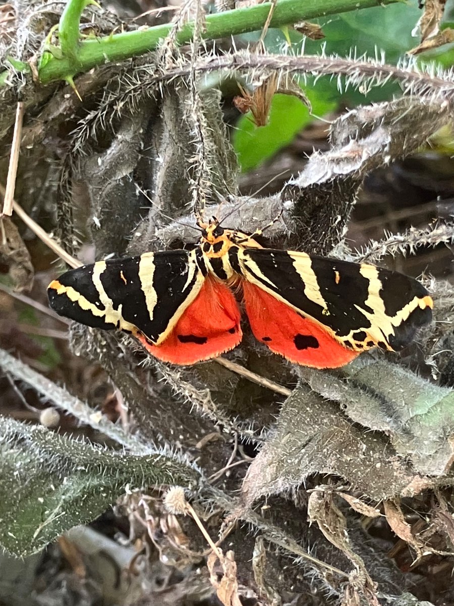 Lambeth TCV tweet media