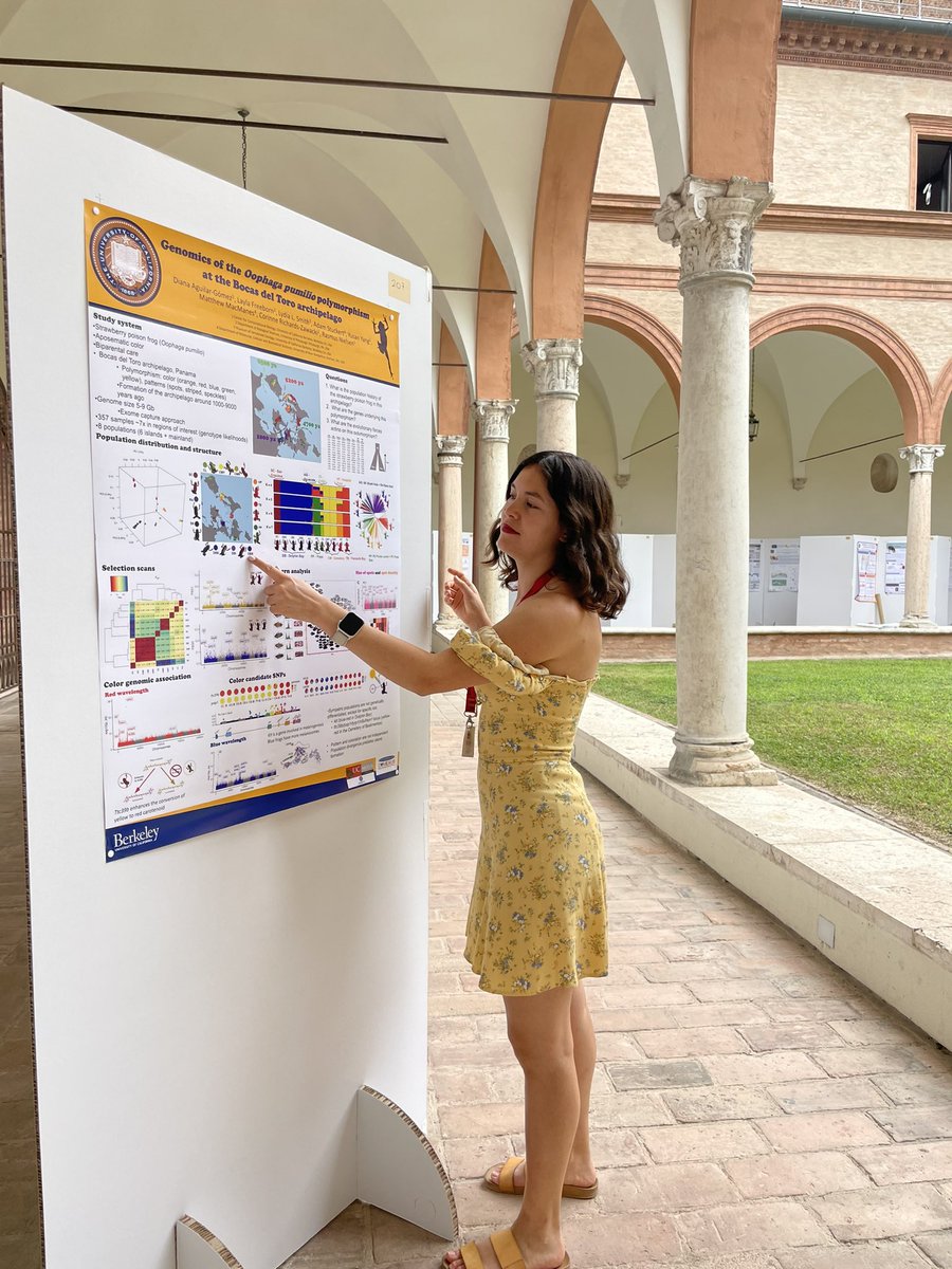 Come to my poster (207) to learn about frogs 🐸 and colors, today at the San Paolo Cloisters #SMBE23