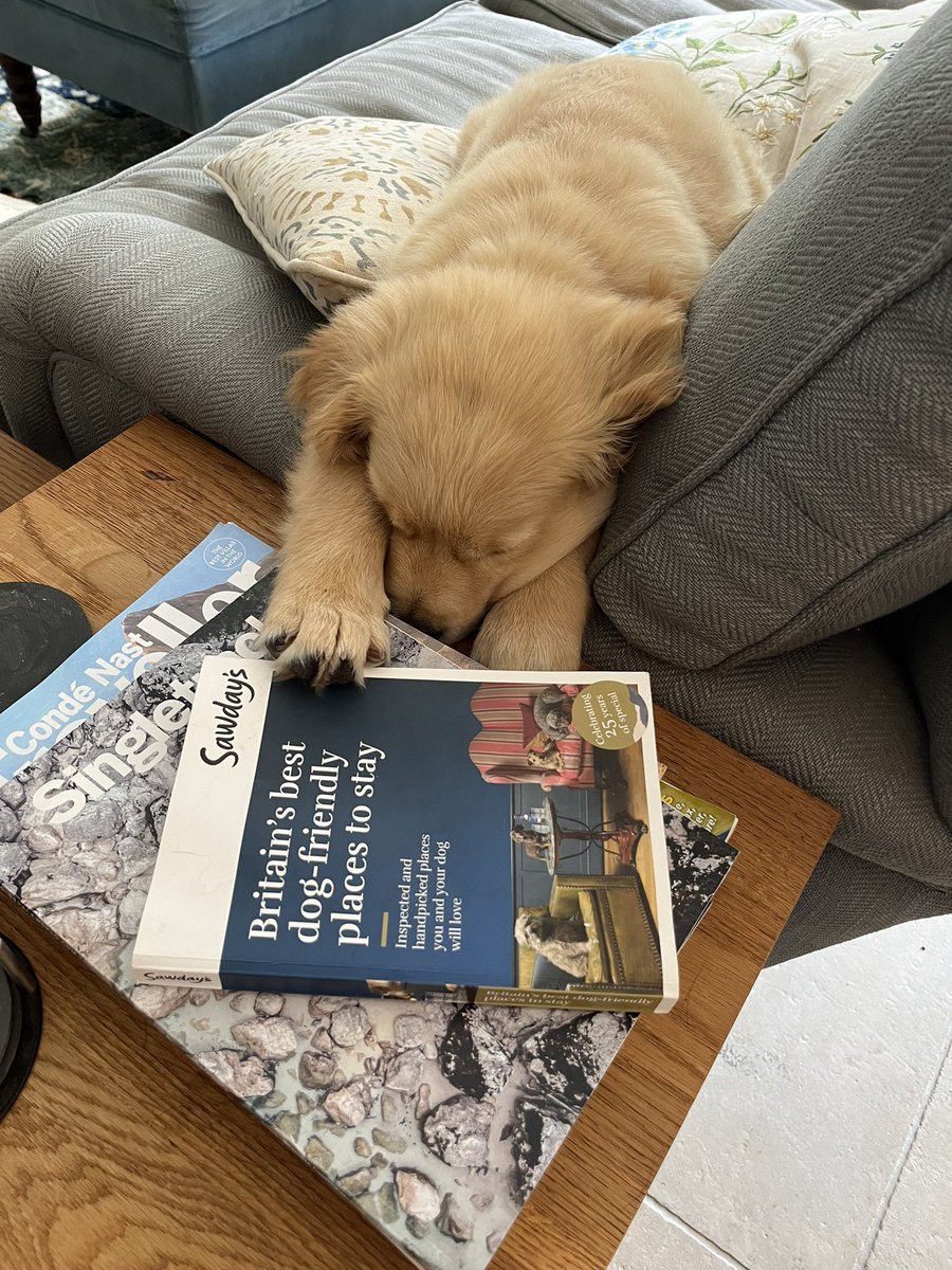 It’s a very tiring business, choosing your next <a href="/sawdays/">Sawday's</a> #dog-friendly holiday! #goldenretrievers #puppylove #puppy <a href="/VisitBritain/">VisitBritain 🇬🇧</a>