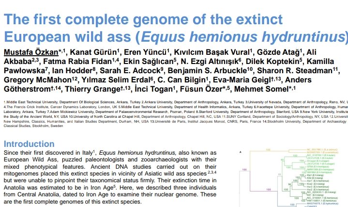 If you would like to hear about the first whole genome of a extinct equid, please visit my poster in SP venue at number 266 🤗 #SMBE2023 #SMBE23