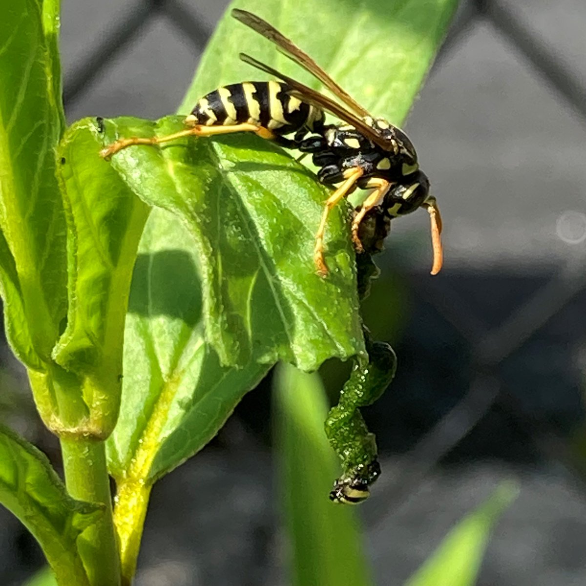 Unhappy #MonarchMonday 🦋
#InvasiveAlert
Alien European Paper Wasp caught in the act, depredating Monarch caterpillar😢
Introduced to North America, these wasps are now abundant in urban settings. Are urban gardens ecological traps for Monarch butterflies?
#EndangeredSpecies