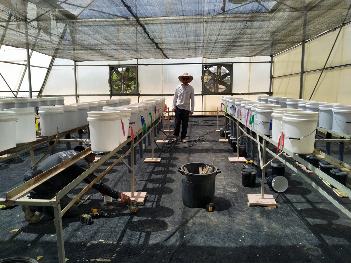 Getting ready for the fall. New project studying the effect of irrigation water salinity on nitrogen uptake. #brackishwater #southernAravaRD #irrigation