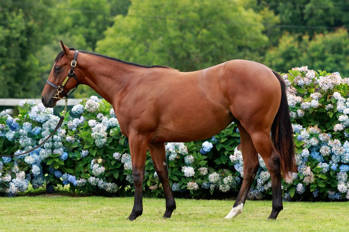 Selling <a href="/InfoArqana/">ARQANA</a> August Yearling Sale

🔸Two fillies by supersire #Siyouni out of young mares, from the family of Lope De Vega and o/o a sister to Gr.1P Alda
🔹A colt by #HelloYoumzain o/o a Stakes placed sister to Gold Trip

Full details here
👉arqana.com/web/vente/vent…