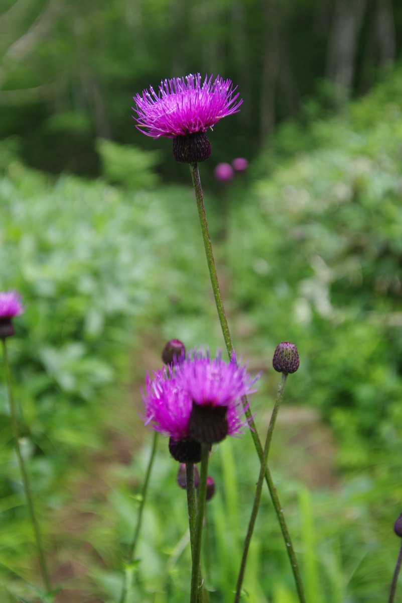 PENTAXXER's tweet photo. J limited 01／TAMRON SP AF 17-35mm F/2.8-4 Di LD Aspherical [IF]  

7月の野反湖はキスゲの他にも百花繚乱状態。
特にシモツケとトラノオが目立ってましたかね。

#野反湖 #高山植物 #シモツケ #ハクサンフウロ #ノアザミ #ウラジロヨウラク #リコペン花倶楽部 #PENTAX #jlimited01 #Tamron #A05 https://t.co/3tqBIANCWR