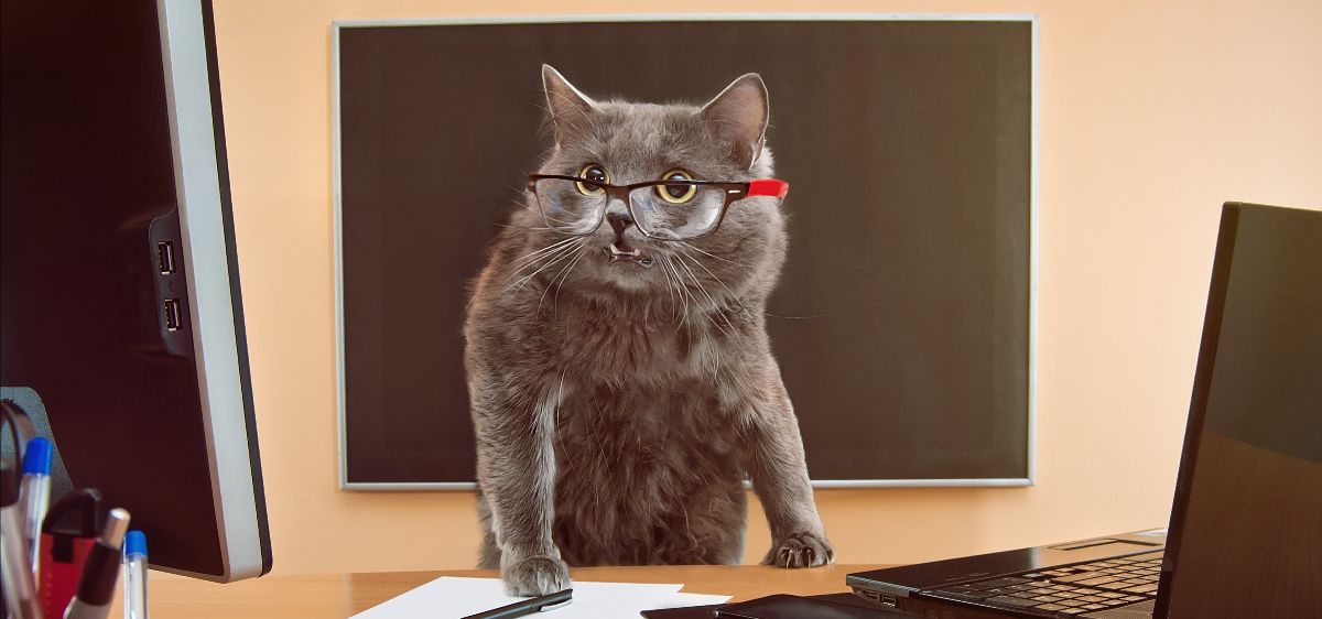 DLShannon's tweet photo. Does your job search leave you wondering, "What the fluff is going on?" It's time to claw your way to the top of the applicants with our Down &amp; Dirty Job Search!
https://t.co/nX5FtFPsAW https://t.co/xL58By0QaD