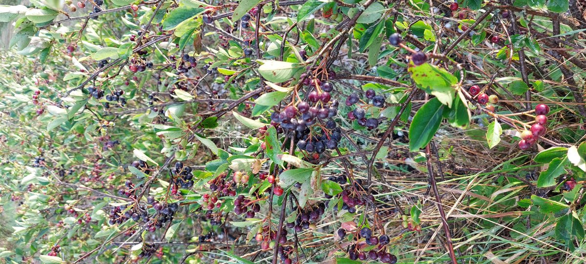 b_livein_rs's tweet photo. @Aronia_UK Same thing here in Serbia https://t.co/6ww2fsjIBn