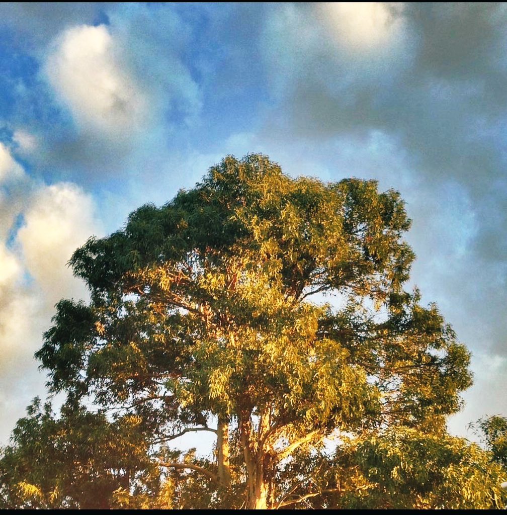 CoachPatHenry's tweet image. Blessed are those who are poor in spirit for theirs is the Kingdom of Heaven.

Blessed are the meek for they shall inherit the earth.

There’s power in humility as it reminds to focus on having a heart on process as results are preordained.

#Matthew5_1
#Matthew5_5
#Beatitudes