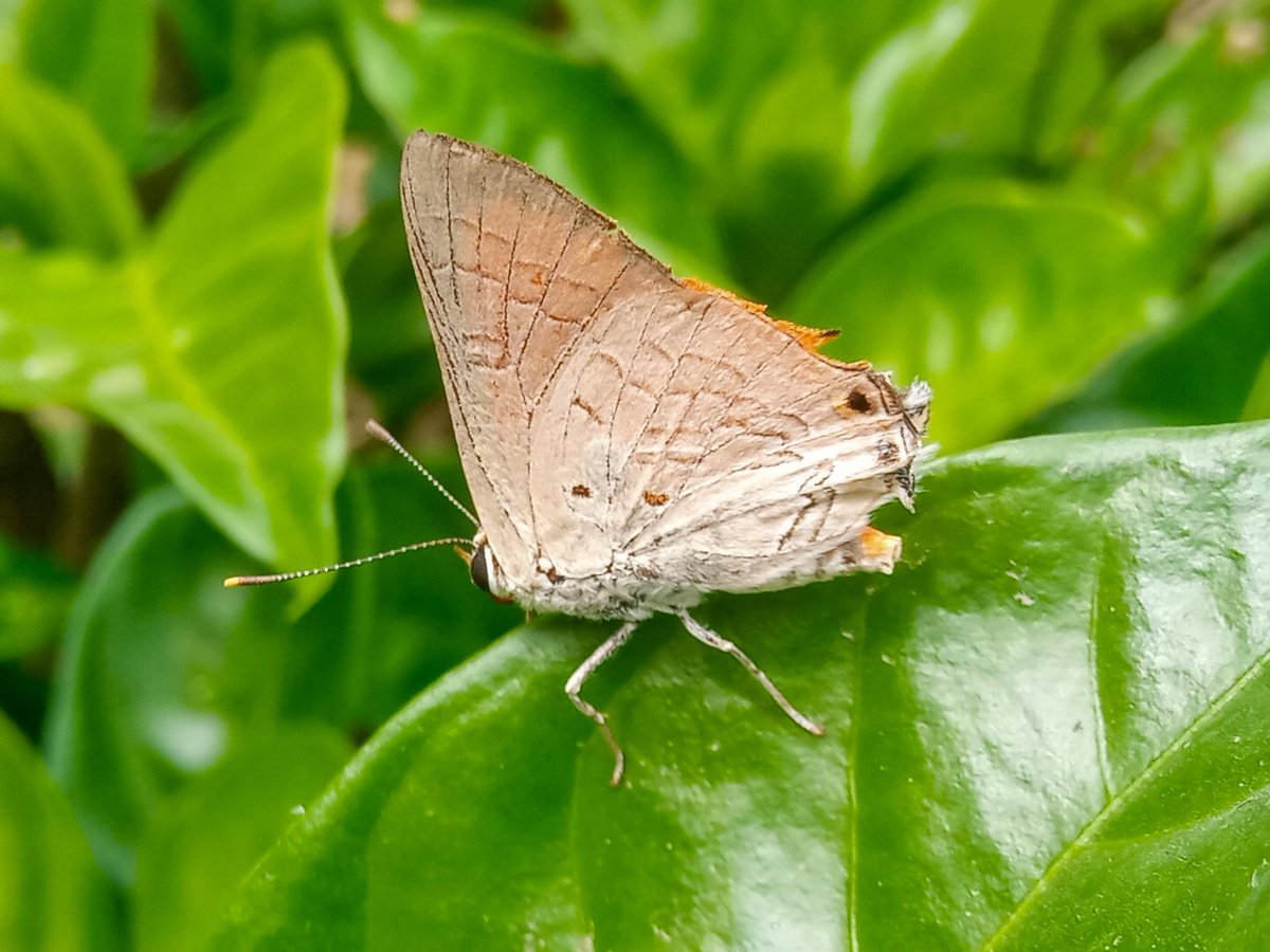 Tweeting again after a long pause. 
This one is to a beautiful #Lycaenid 
Deudorix livia - Pomegranate Playboy. 
Photographed in Yankari Game Reserve, North-Eastern Nigeria. 
#Butterflies #macrophotography #NaturePhotography #ecology