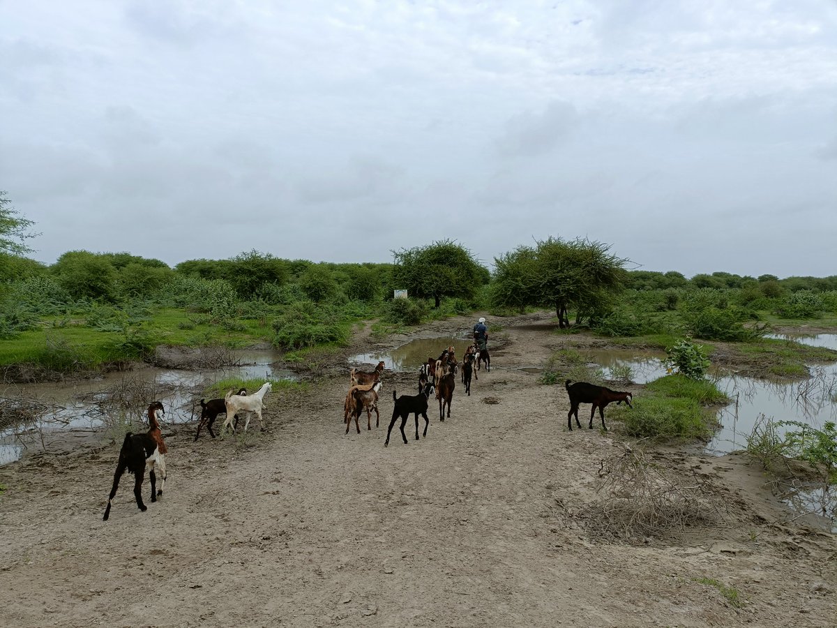 वन संवर्धन सुधार विधेयक २०२३ से गुजरात और राजस्थान के घुमंतक मालधारी समुदायों की आजीविका और पारंपरिक चरागाह भूमि पर गहरा प्रभाव होगा, जो भारत-पाक सीमा के 100 किमी के भीतर घास के मैदानों पर पुरी तरह निर्भर हैं।
#ScrapForestConservationAmendmentBill2023 #SaveIndianForests <a href="/pmoindia/">PMO India</a>