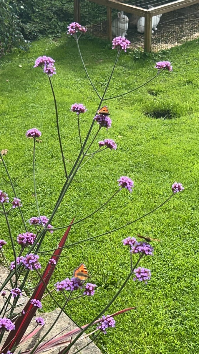 lots of butterflies around after the weekend of heavy rain