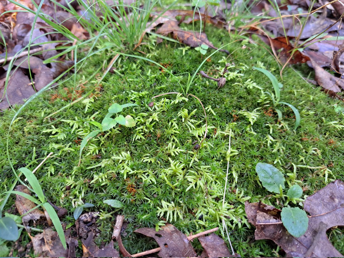 PaulineMirror's tweet photo. A nice patch of moss in my yard. #Mosstodon https://t.co/OMbClfSUDr