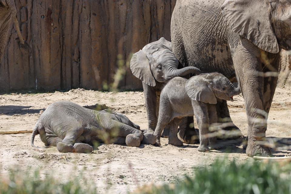 Our week-long member celebration starts now! Take part in today’s African safari-themed activities: 
omahazoo.com/special-events

Look for the QR code at either entrance for the chance to win our first giveaway of the week.