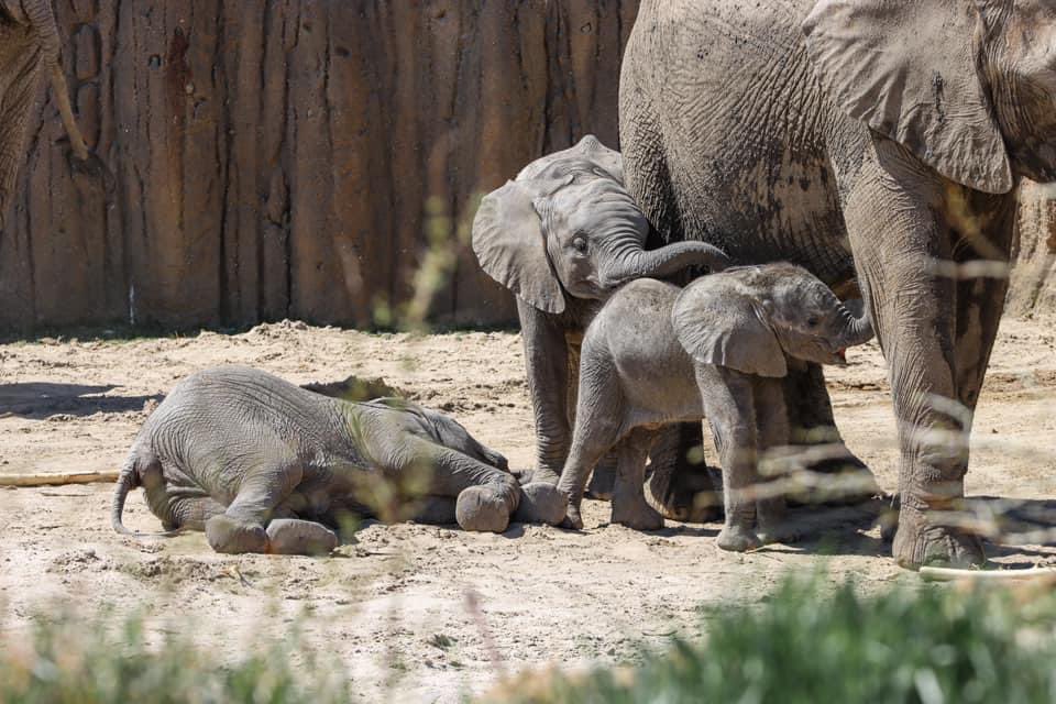 Our week-long member celebration starts now! Take part in today’s African safari-themed activities: omahazoo.com/special-events Look for the QR code at either entrance for the chance to win our first giveaway of the week.