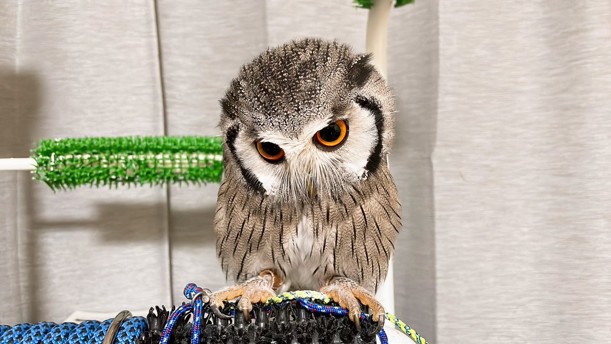 Jiji_owl's tweet photo. 二頭身じじさん🦉 https://t.co/R0jm0FZS3q