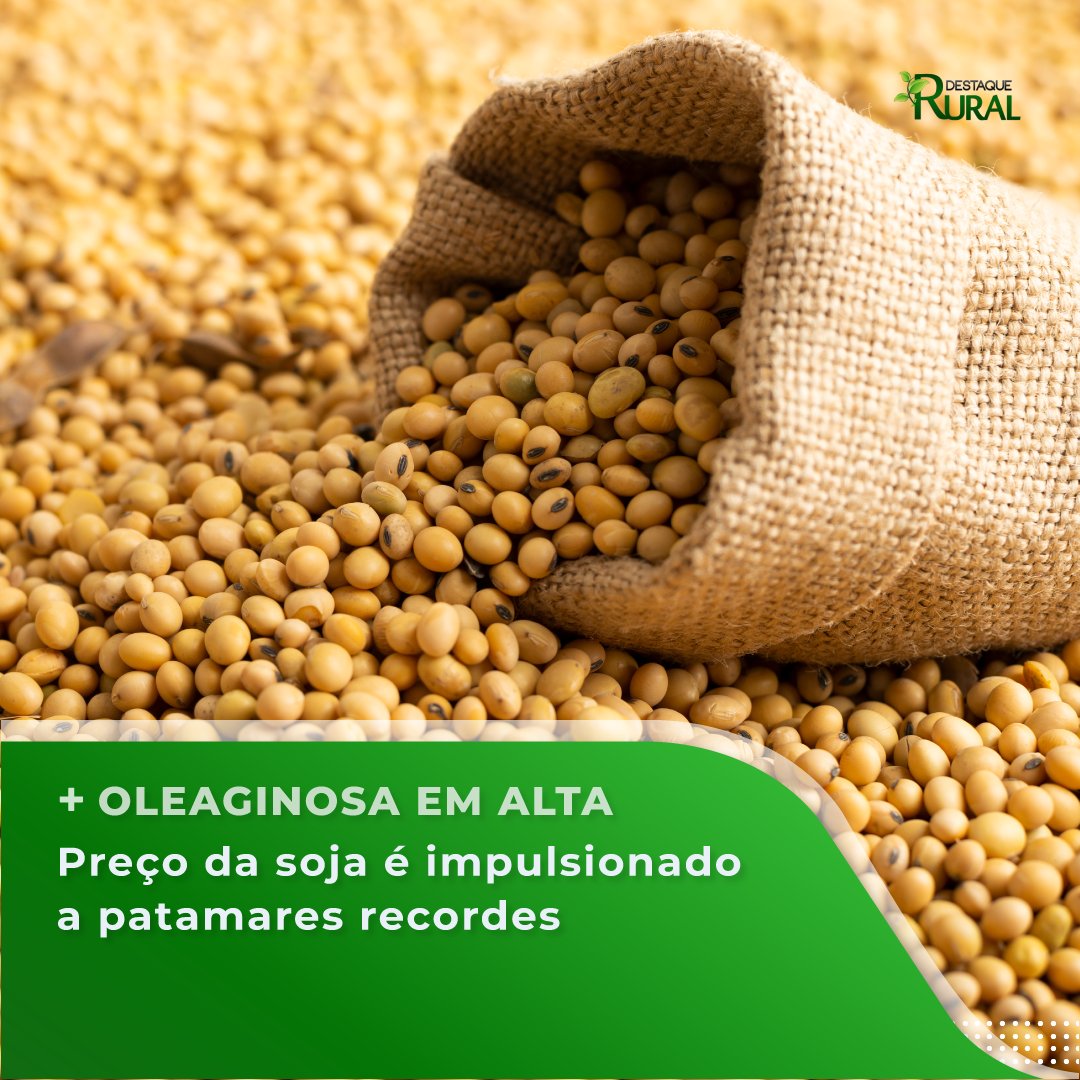 destaquerural's tweet photo. A concorrência acirrada entre os compradores domésticos e externos pela oleaginosa tem sido o principal fator por trás da recente alta nos preços nacionais.

📲Acesse a notícia pelo link da bio!

#destaquerural #agronegócio #agro #pecuaria #agropecuaria #produçãoagricola https://t.co/4EZY2Z0ALn