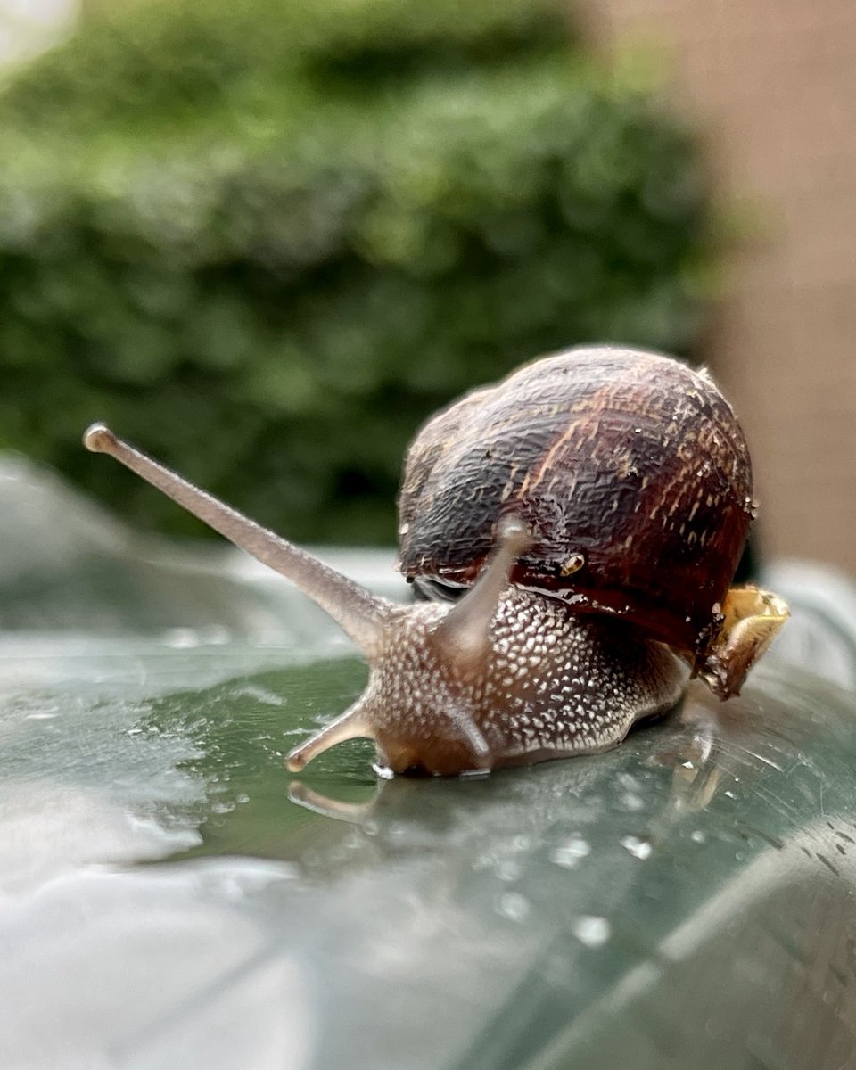 warnerbs's tweet photo. Segrijnslak, portretmodus — Garden Snail, portrait mode #weekdier #mollusc #waarneming #stadsnatuur #zwolle https://t.co/AS6t2mDeXS