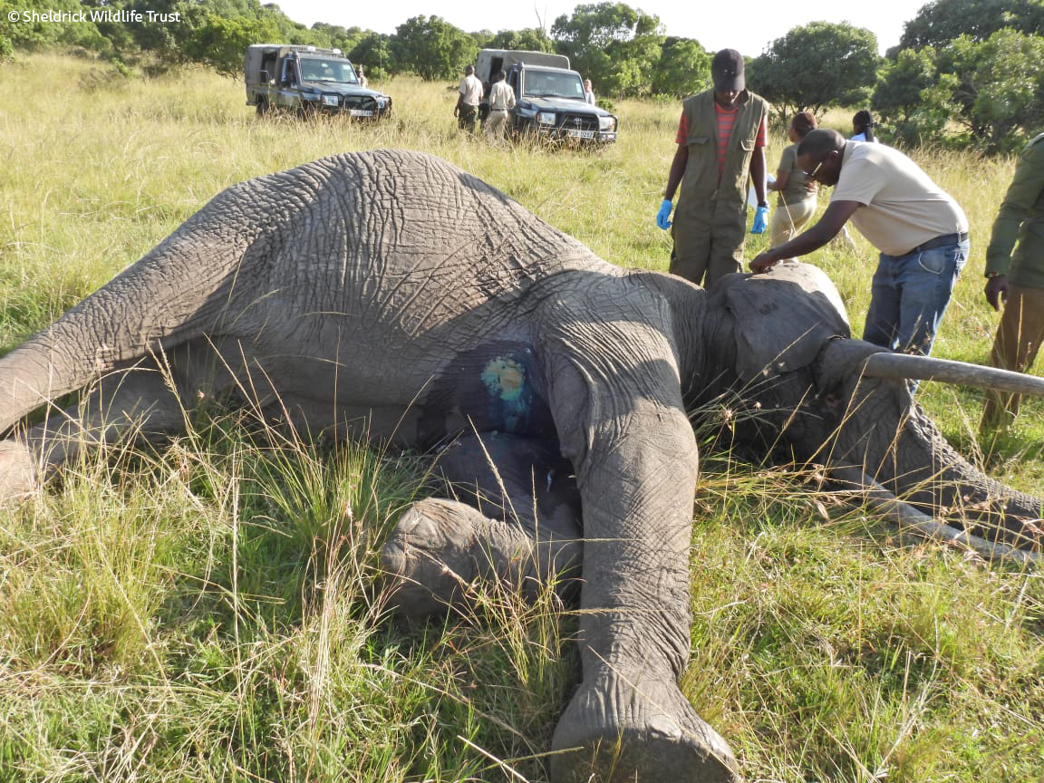The call came in from <a href="/MaraElephant/">Mara Elephant Project</a>. They spotted a bull in distress, who was ritually covering a part of his body in mud, like a form of self-medication. We sent the SWT/KWS Mara Vet Unit to the scene, who found the elephant had been speared. One successful treatment later