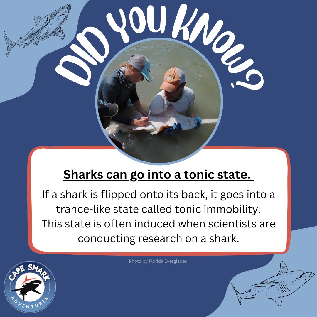 #Tonicimmobility occurs naturally in many animals, including many #shark and ray species. It can occur naturally, or induced by stimulating the tiny pores on the nose of the shark. 👃🦈

#sharkeducation #oceaneducation #saveoursharks #saveourseas #capesharkadventures