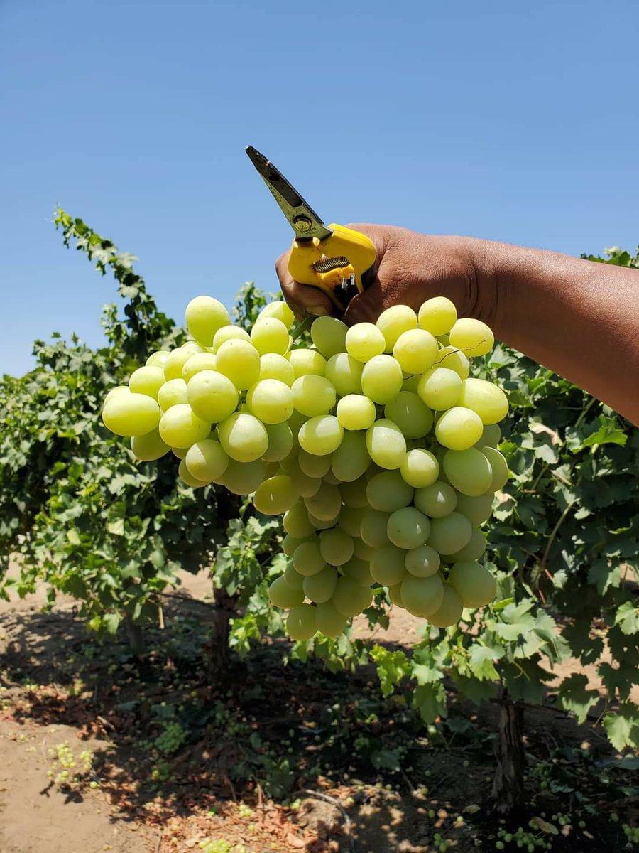 UFWupdates's tweet photo. Gabriel sent us this photo from Arvin CA where the grape harvesting season is just starting. The high yesterday was 110°.

Gabriel nos envió esta foto desde Arvin CA, donde recién comienza la temporada de cosecha de uva.  La máxima de ayer fue de 110°.

#WeFeedYou #CALOR https://t.co/UrBiLqTvTx
