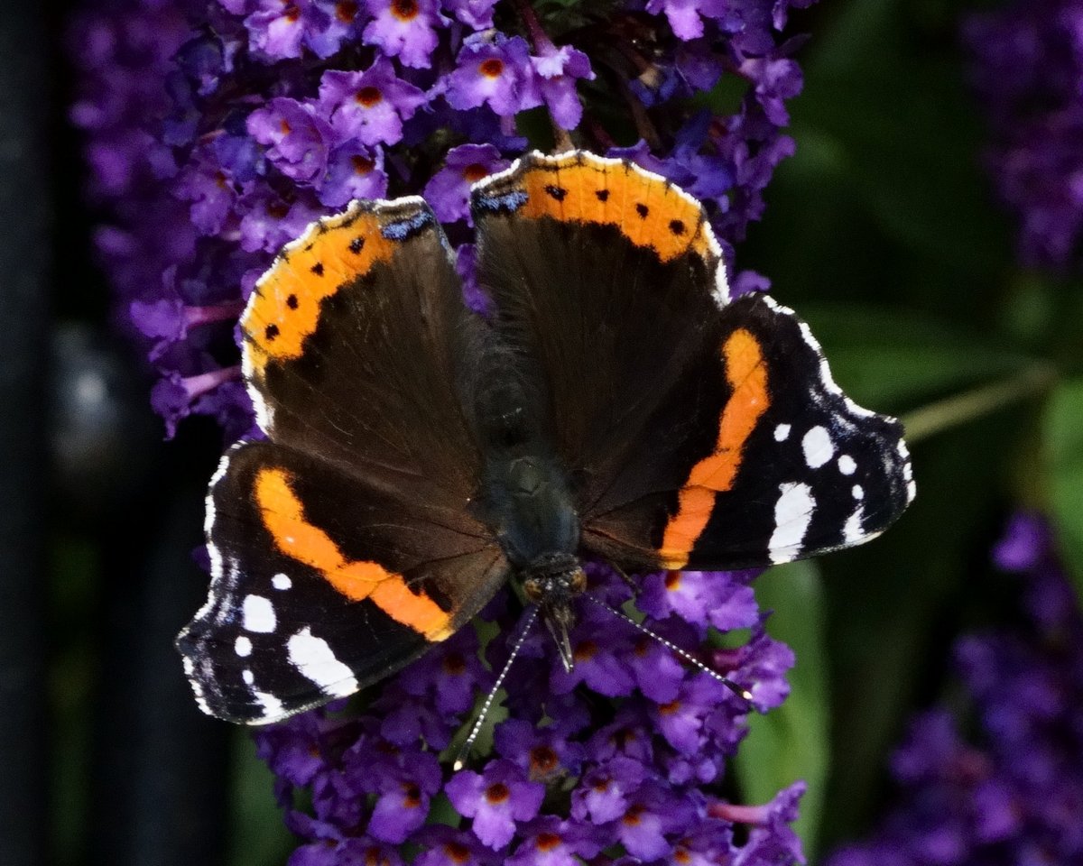 Peter Hendry tweet media