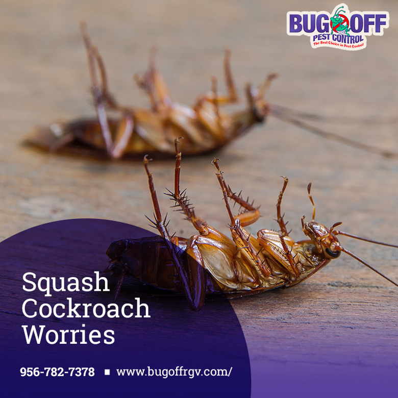 BugOffRGV's tweet image. Say goodbye to unwanted guests. Contact our friendly pest control experts and reclaim a roach-free home for good. Visit bugoffrgv.com to get started today!