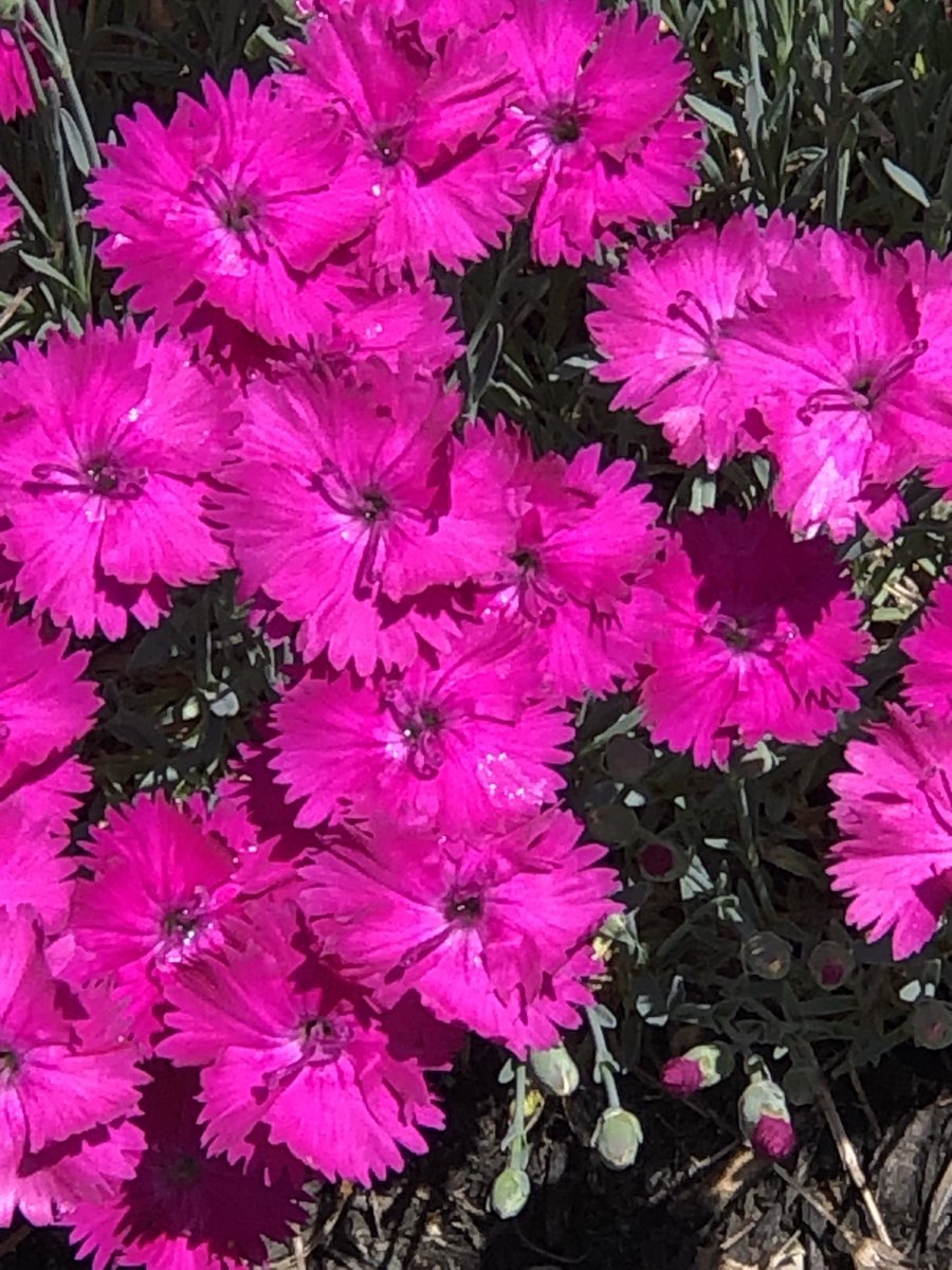 Happy #MagentaMonday #twittergardeners & #NatureLovers 
🌺 Enjoy your day 🌺
 
#Mondayvibes #MagentaMagic #Flowers #GardeningTwitter #garden #flowerphotography #FlowersOfTwitter #mygarden #gardening #naturephotography