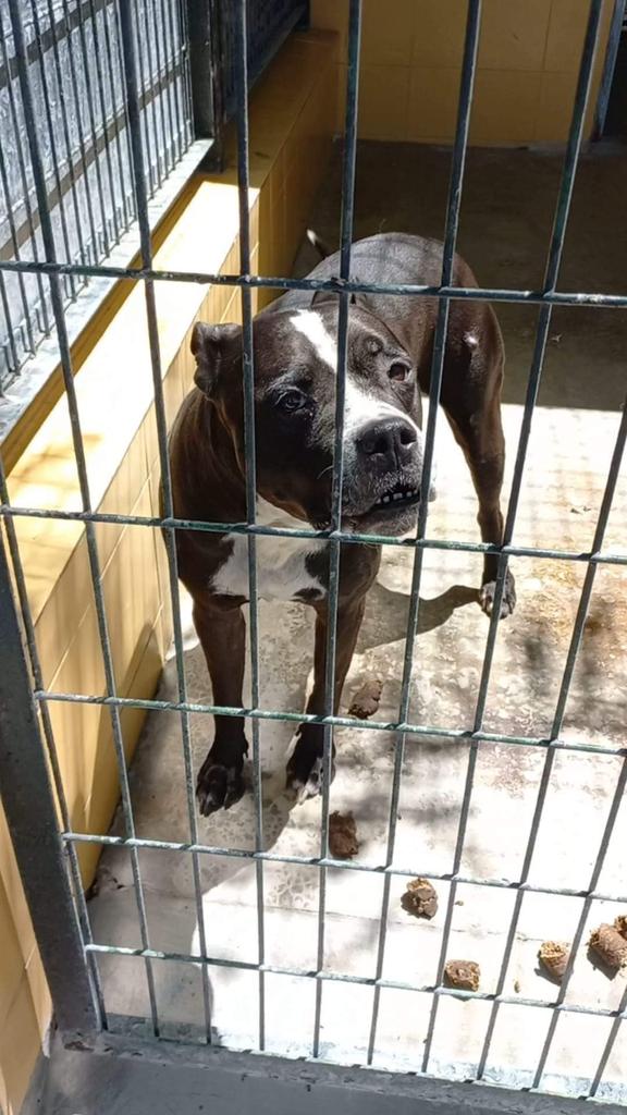 Tiene 10 años y llora todo el tiempo, las 24 horas en una jaula 😢 
Cómo no llorar cuando tu familia te dejó en la perrera enferma y mayor? Se te va la poca vida que te queda y por ser ppp  lloras a quien no tiene alma para oirte 😢💔
Perrera de Jerez
652 22 11 78
699 73 13 30