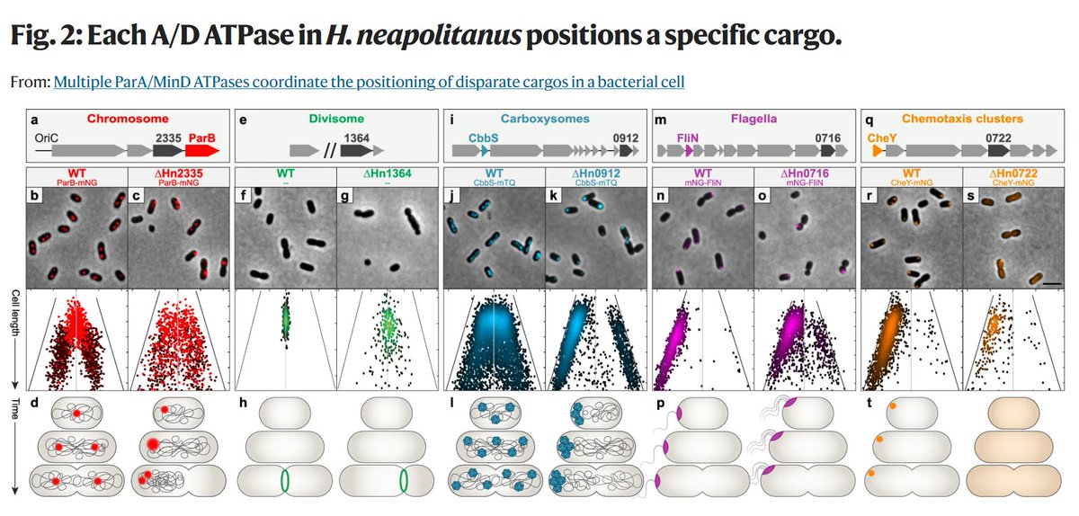 Nature Communications (@naturecomms) on Twitter photo Multiple ParA/MinD ATPases coordinate the positioning of disparate cargos in a bacterial cell
<a href="/CellfOrganized/">Anthony Vecchiarelli</a> <a href="/UMich_MCDB/">MCDB Michigan</a> <a href="/UMMicroImmuno/">Dept of Microbiology & Immunology @ the Univ of MI</a>
#microbiology #bacteria
nature.com/articles/s4146… Multiple ParA/MinD ATPases coordinate the positioning of disparate cargos in a bacterial cell
<a href="/CellfOrganized/">Anthony Vecchiarelli</a> <a href="/UMich_MCDB/">MCDB Michigan</a> <a href="/UMMicroImmuno/">Dept of Microbiology & Immunology @ the Univ of MI</a>
#microbiology #bacteria
nature.com/articles/s4146…