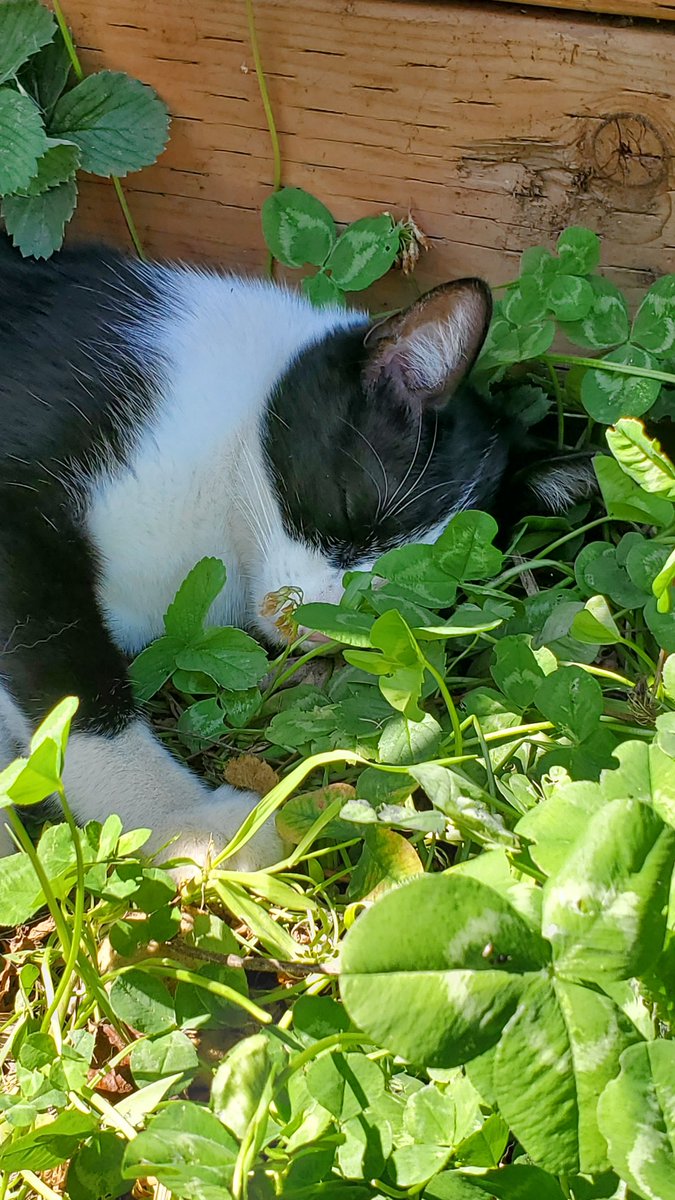 Jaysea93's tweet photo. Sleepy boy in the clover https://t.co/I29Q4If6g1