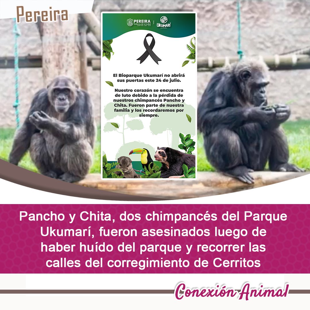Conexión Animal (@rcanimal) on Twitter photo #Pereira Ayer, 23 de julio, Chita y Pancho fueron asesinados luego que escaparan del Parque Ukumarí
<a href="/UkumariPereira/">Bioparque UKUMARÍ</a> quienes luego de escaparse pasaron sus últimas horas jugando en un parque del corregimiento de Cerritos 🧵 #Pereira Ayer, 23 de julio, Chita y Pancho fueron asesinados luego que escaparan del Parque Ukumarí
<a href="/UkumariPereira/">Bioparque UKUMARÍ</a> quienes luego de escaparse pasaron sus últimas horas jugando en un parque del corregimiento de Cerritos 🧵