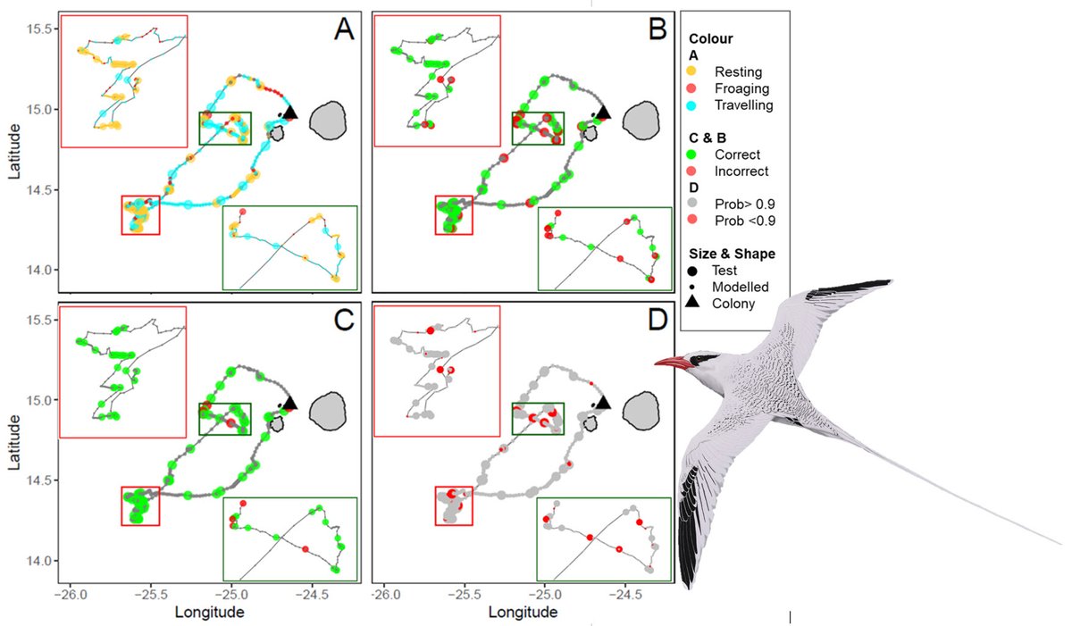 Seabird Ecology Lab (@seabirdecology) on Twitter photo Check out our new article in #MovementEcology journal on #animalbehaviour on the move led by <a href="/SarahSaldanha1/">Sarah Saldanha</a>. We used #GPSs, #wetdry data, #accelerometers, #TDRs & semi-supervision
to improve #behavioural inferences
from #HMMs in #tropicbirds #tracks
👉doi.org/10.1186/s40462… Check out our new article in #MovementEcology journal on #animalbehaviour on the move led by <a href="/SarahSaldanha1/">Sarah Saldanha</a>. We used #GPSs, #wetdry data, #accelerometers, #TDRs & semi-supervision
to improve #behavioural inferences
from #HMMs in #tropicbirds #tracks
👉doi.org/10.1186/s40462…