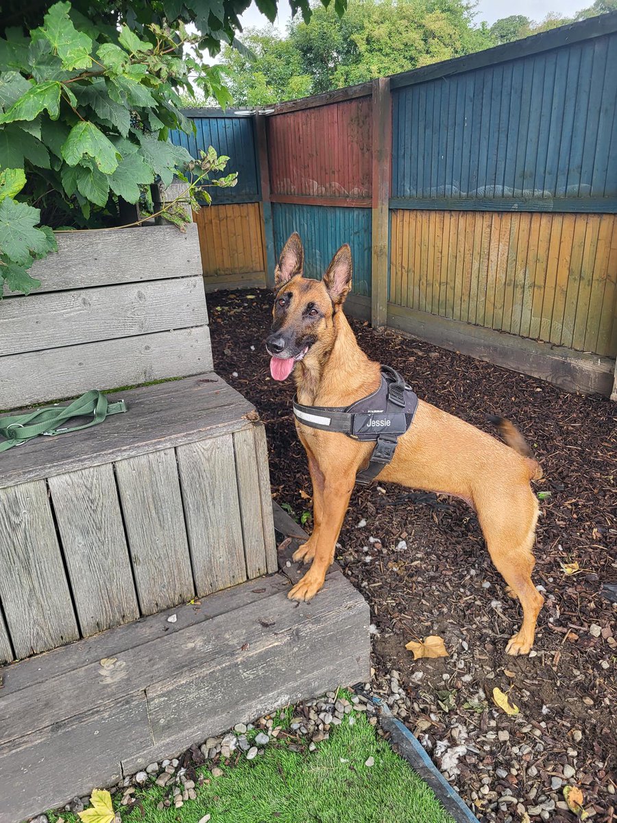 DogsTrust_IE's tweet photo. Gorgeous girl Jessie sure knows her angles! A proper little poser and we love to see it!

#ModelDog https://t.co/gR8Wrl46O2