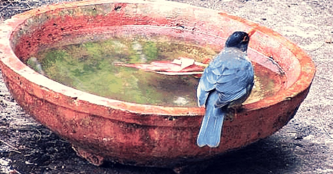 As the scorching heat persists, let's remember birds 🦅 & animals. Providing water & food for them can make a huge difference in their survival during these sweltering days. Let's come together to ensure they stay hydrated & nourished! #SupportWildlife #BeatTheHeat #SDGs #SDG15