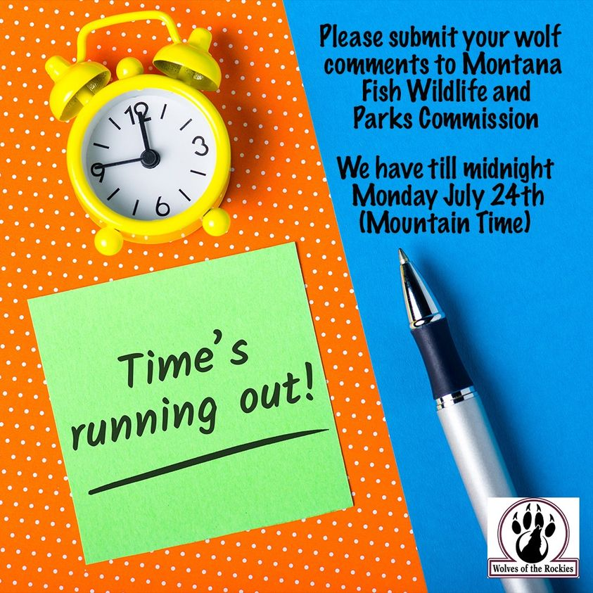 BanKillContests's tweet photo. 🚨🚨🚨Comments ending tonight. Please voice your support for wolves in #Montana🚨🚨🚨 Need some help?   Just follow the link below.  Please share with a wolf friend.
https://t.co/z1ajOdCE4i... https://t.co/qMNccT9FSu