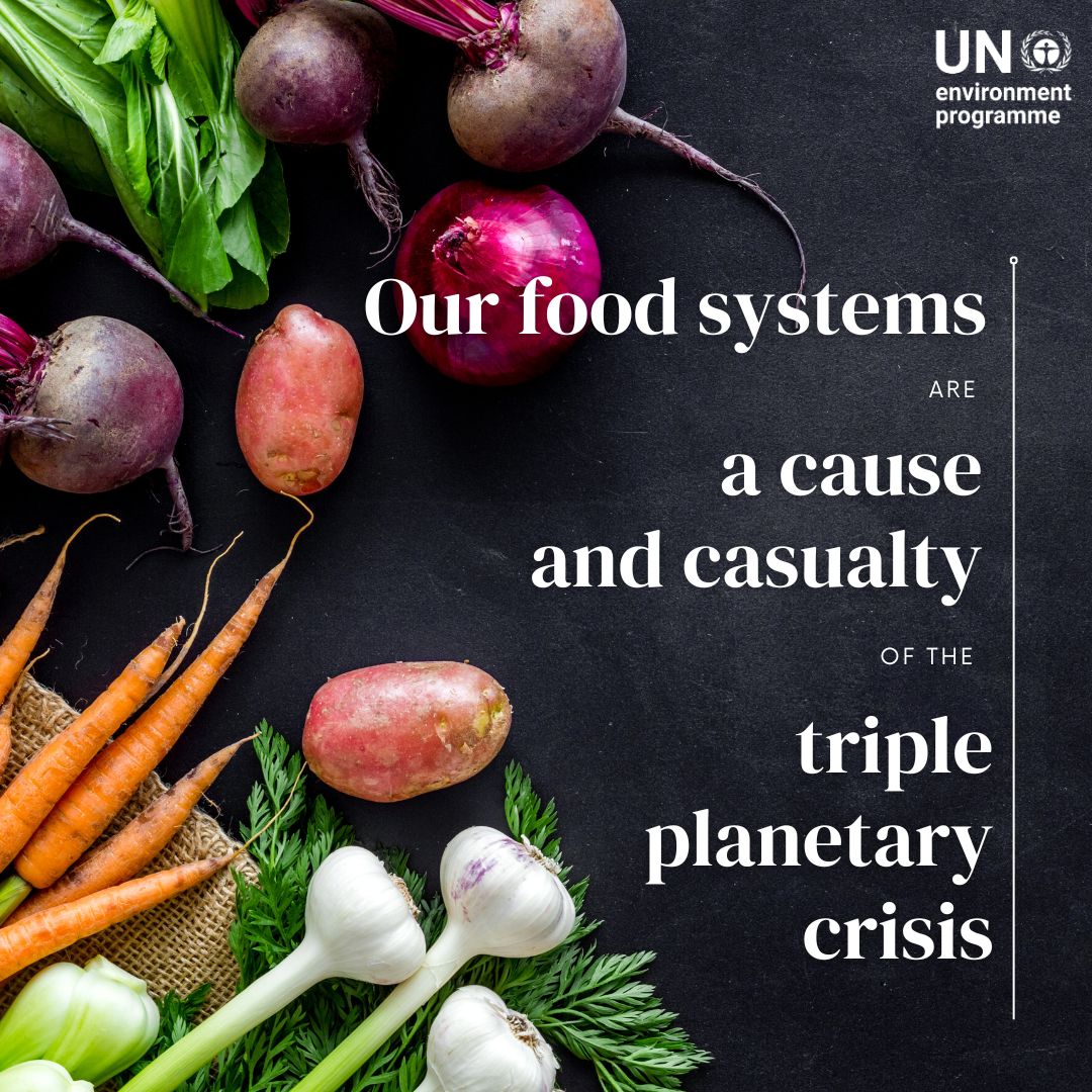 UNEP's tweet image. Hunger is on the rise in some of the poorest parts of the world, fueled by biodiversity loss, conflict, supply shocks, and the #ClimateCrisis.

It is imperative that we transform our food systems to ones that prioritize resilience, sustainability, and equity. #UNFSS2023