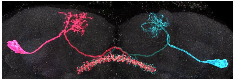 We are thrilled to share our latest manuscript @Ribeirolab on interactions between #foraging #decisions and #internalstates led by @GoldschmidtDe and @TastekinIbrahim. And yes! We also have a #neuron underlying these decisions! biorxiv.org/content/10.110… #Drosophila #neuroscience