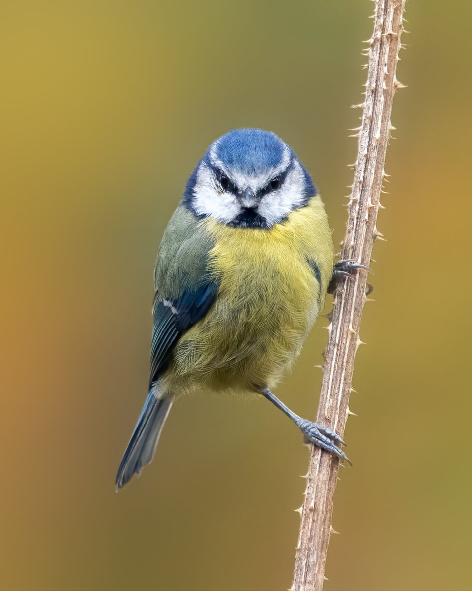 Bye bye, blue bird 👋 #TwitterX