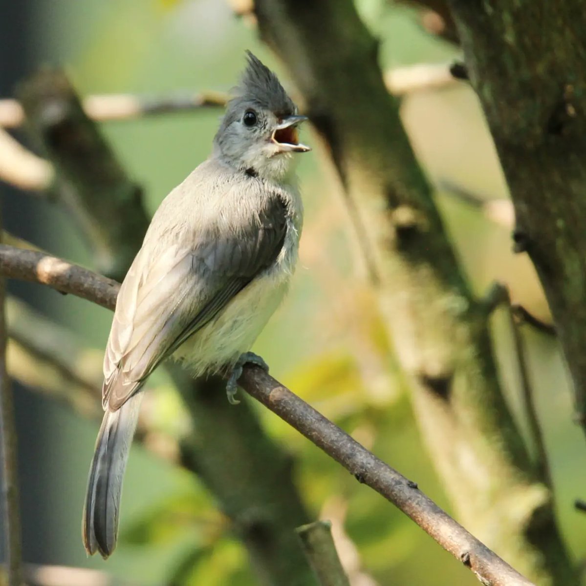 birdhouse_love's tweet photo. I watched as this young titmouse dropped his or her sunflower seed and then proceeded to sing what seemed like every song they knew!
#titmouse #titmouselove #titmouselover #titmice #seed #tuftedtitmouse #tufted #birds #tuftastic #ohiobirding #morning #morningbirding https://t.co/i3LIVJGLOq
