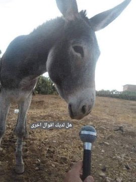 RidaOme's tweet photo. @ECHOROUKmaroc2 اكيد🥴 https://t.co/PVKHDfuMtx