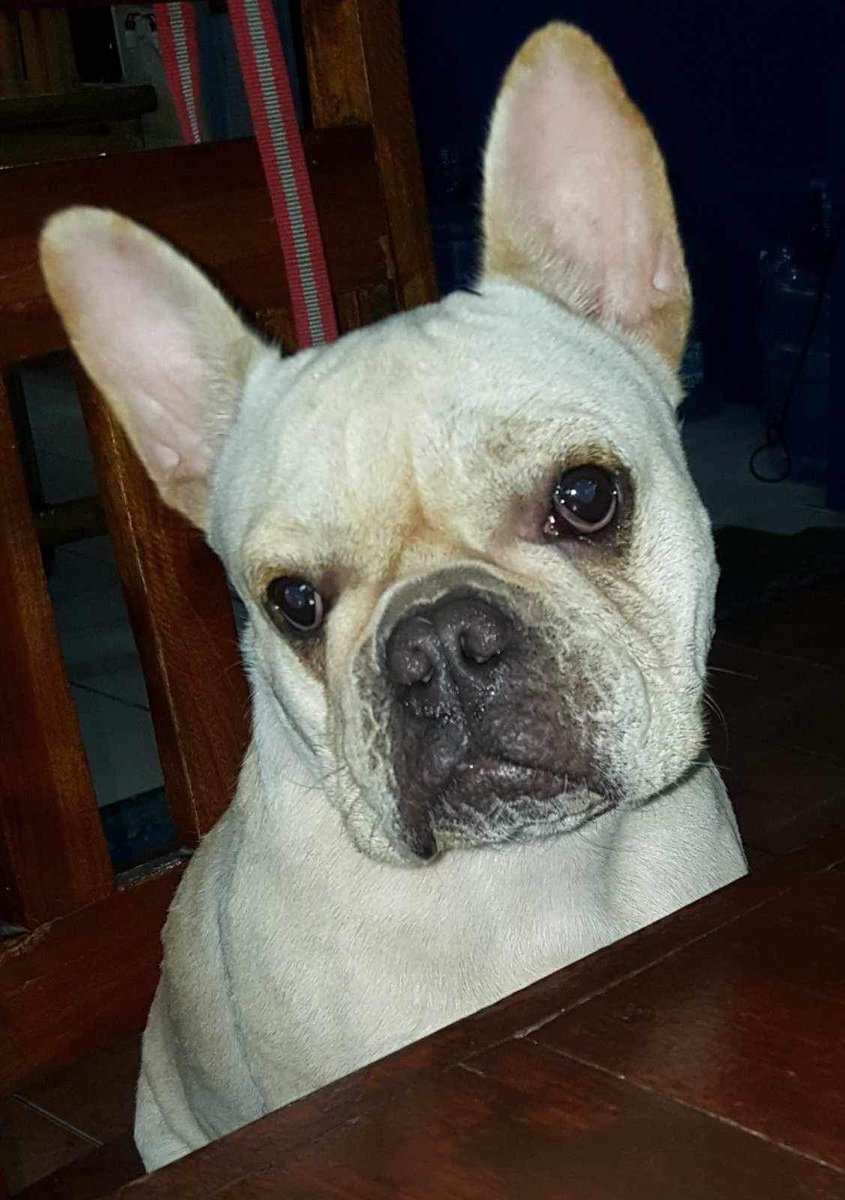 LayYou's tweet photo. I will miss you Lucy! 🐾 run free https://t.co/RqGF5J8pUg