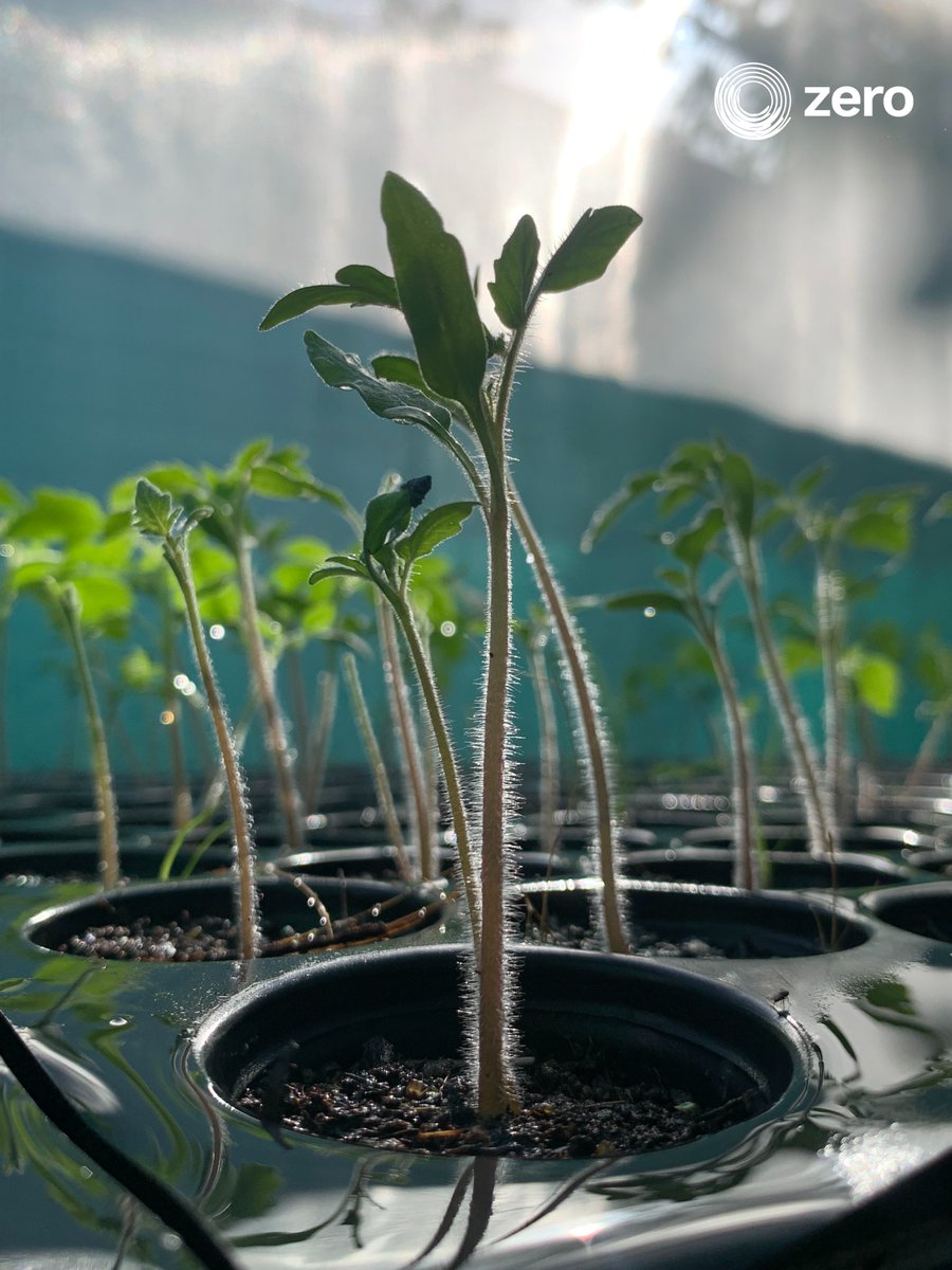 ZeroMaldives's tweet photo. "Organic farming is not just about growing crops; it is about nurturing the soul of the earth." - Vandana Shiva
#zero #maldives #sustainable #agriculture #farming #organicallygrown #responsiblefarming #organicfood #farming #harvest https://t.co/97QkRFCkOp